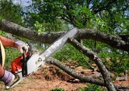 Professional Tree Services in Cambria, IL