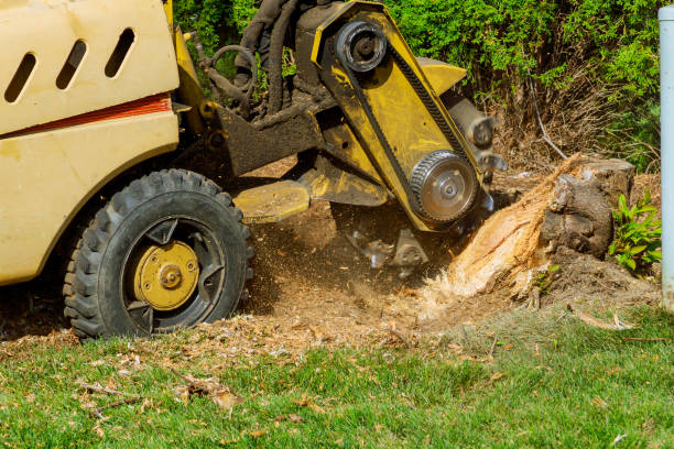 Best Hedge Trimming  in Cambria, IL